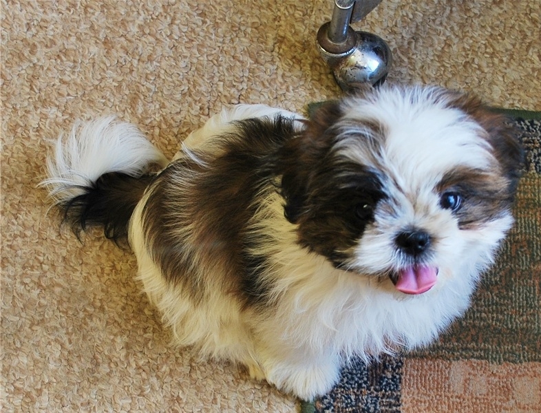 AKC registered shih tzu puppies free for adoption.