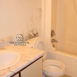 Best professionals for Mold Testing Service