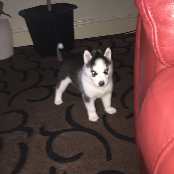  male $$Siberian Husky puppy$$ ready to go 