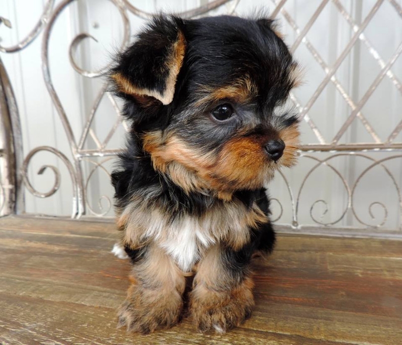 CUTE TEACUP YORKIE PUPPIES AVAILABLE FOR ADOPTION