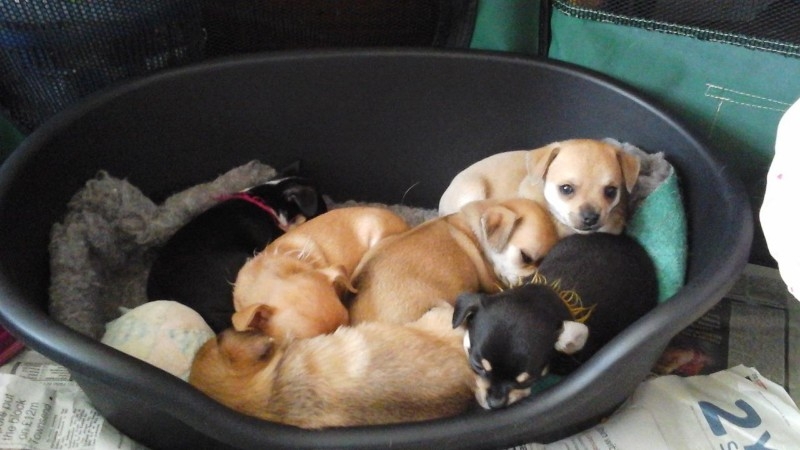 2 T&#039;cup chihuahua puppies available for your home
