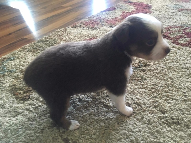 Toy Australian Shepherd looking for a new home.