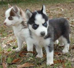 Charming Siberian Husky Puppies For Sale