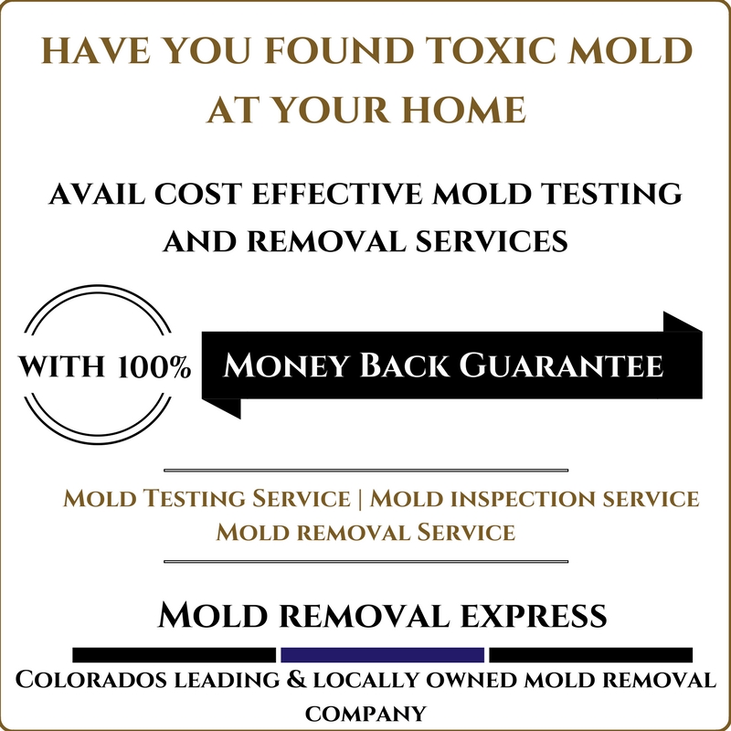 Fast, Affordable &amp; Fully Guaranteed Mold Treatment