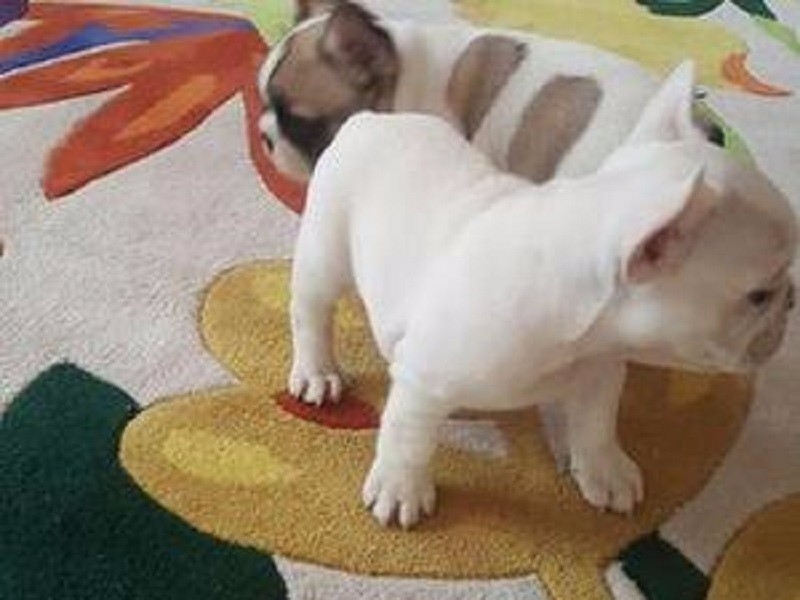 Adorable French bulldog puppies for rehoming 