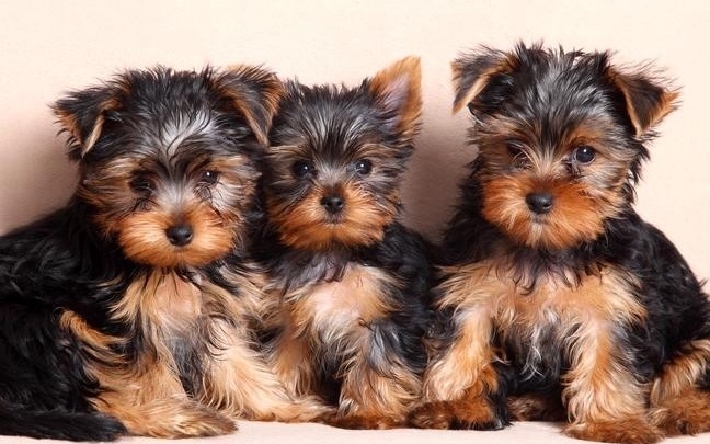 Gorgeous Teacup Yorkie Puppies Available Text us 