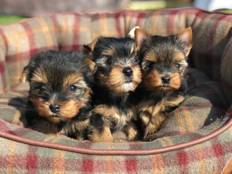 Adorable Yokie Puppies For Adoption