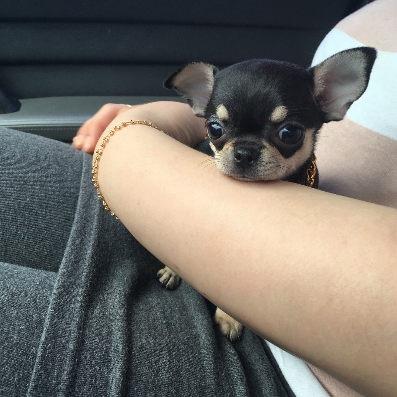 Chihuahua Puppies For Sale Text (713) 510-3006
