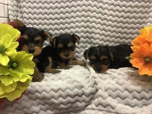 Yorkshire Terrier Dogs &amp; Puppies for sale 