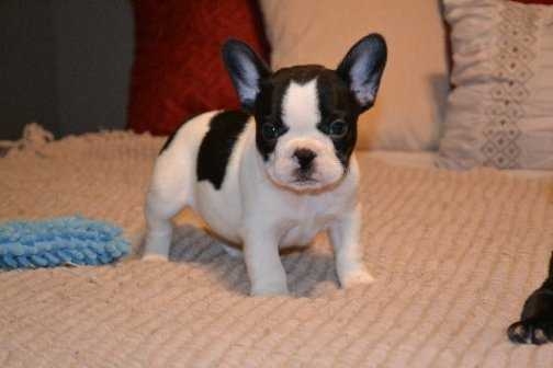 French bulldog puppy available for (570) 392-3591 