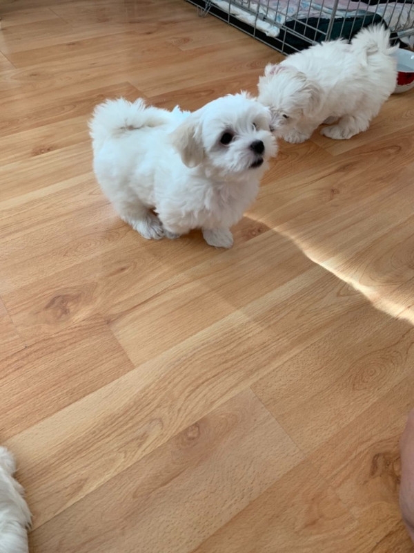 Excellent Maltese puppies available for sale
