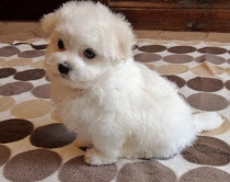 Lovely Teacup Maltese Puppies For Adoption text or