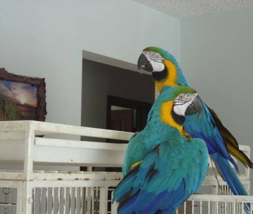 adorable macaw ready for their new home 