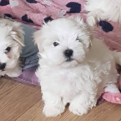 Non shedding teacup Maltese puppies for re homing
