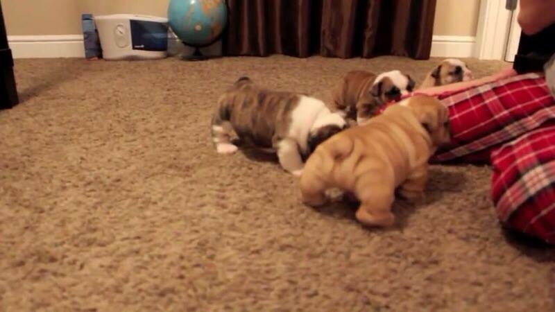 adorable englishbulldog pups ready to go